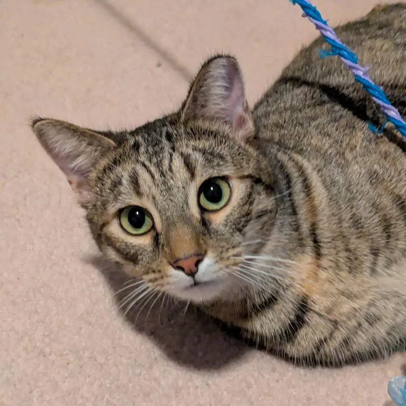 Cat Woman thumbnail 4