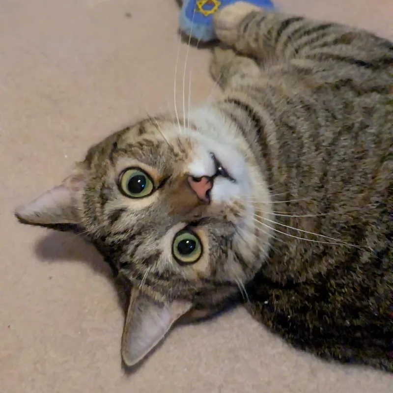 Cat Woman thumbnail 5