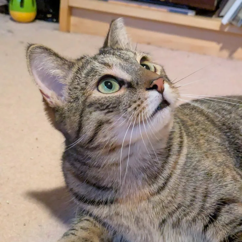 Cat Woman thumbnail 6