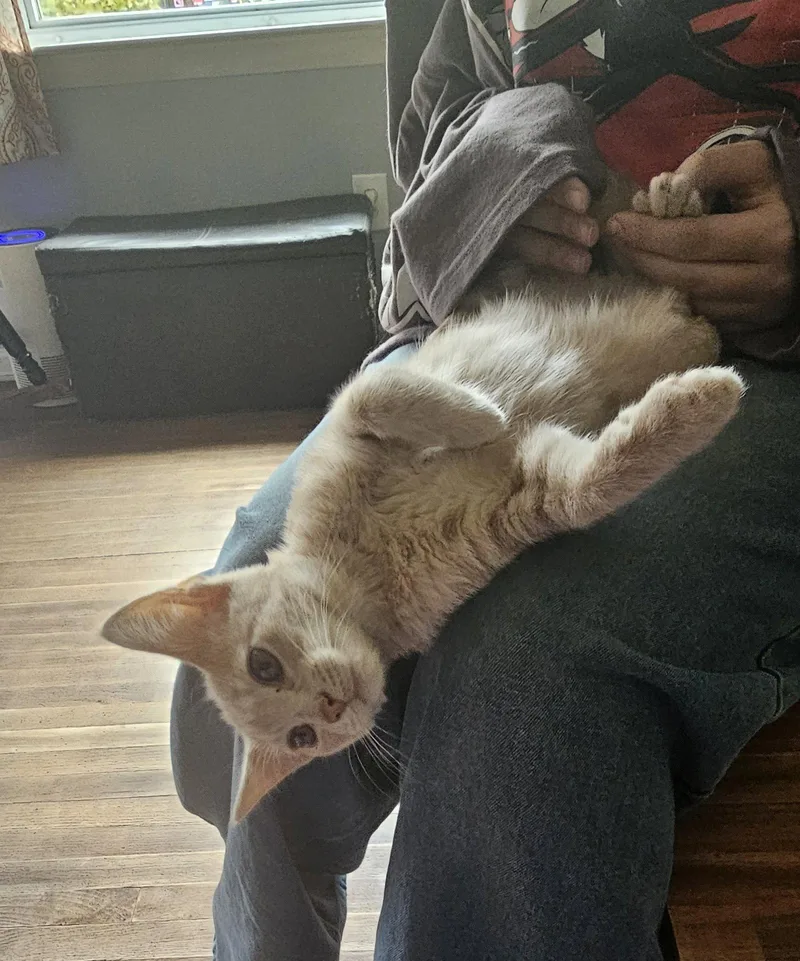 A baby medium-sized male Orange / Red Domestic Short Hair cat named Sugar  Willow Grove for adoption in Greenville, DE