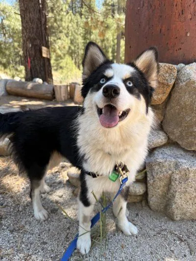 A young medium-sized male Mixed Breed dog named Greyson for adoption in Truckee, CA