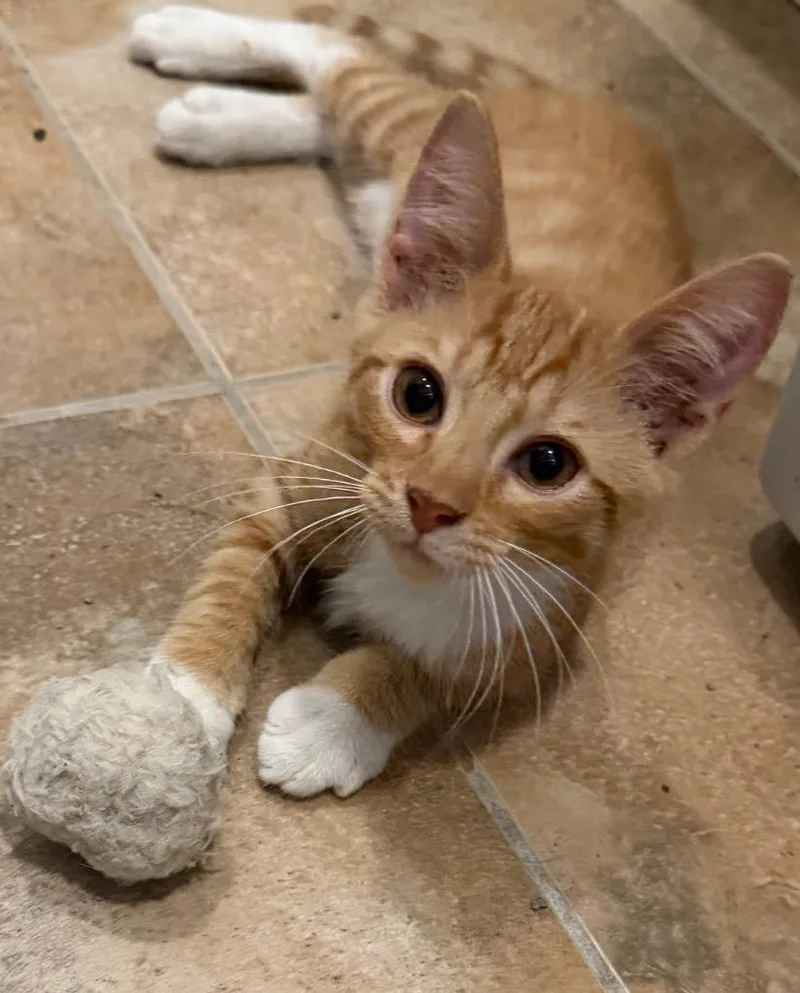A baby medium-sized male Domestic Short Hair cat named Custard Pie for adoption in Youngsville, NC
