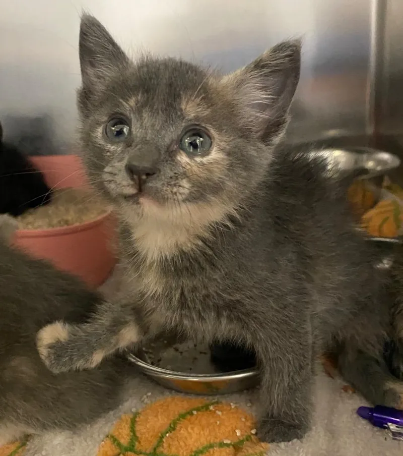 A baby large-sized female Dilute Tortoiseshell cat named Caitlyn for adoption in Lockhart, TX
