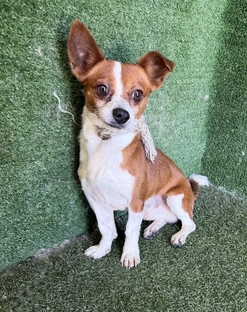 An adult small-sized male Chihuahua dog named Patriot for adoption in Lancaster, CA