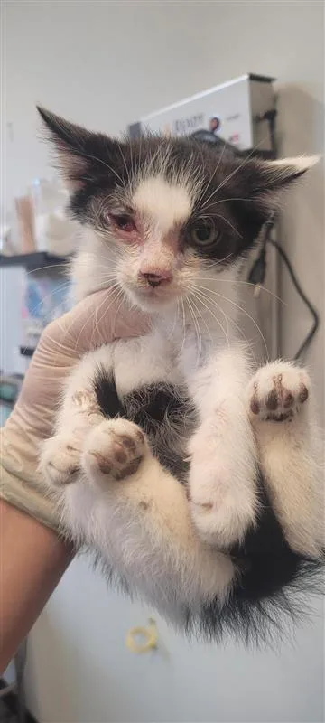A baby small-sized male Domestic Short Hair cat named War Bird for adoption in West Chester, PA