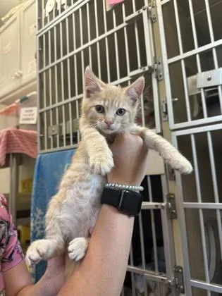 A young small-sized male Domestic Short Hair cat named Starfish for adoption in King William, VA