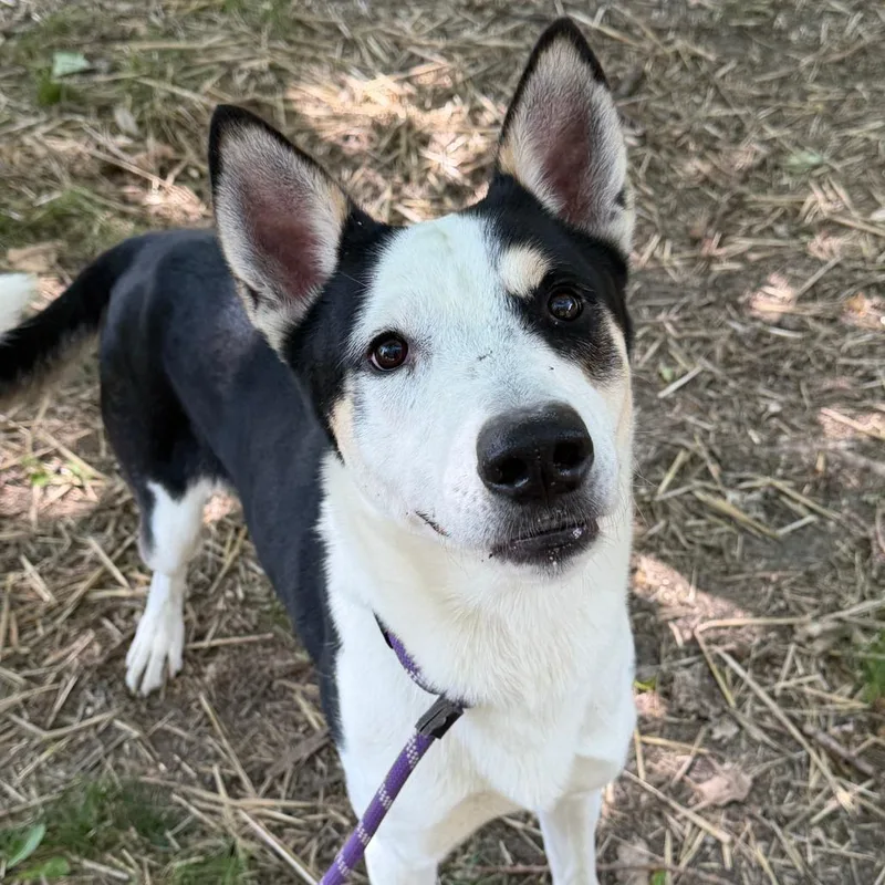 An adult medium-sized male White / Cream Husky dog named Rupert for adoption in Naperville, IL