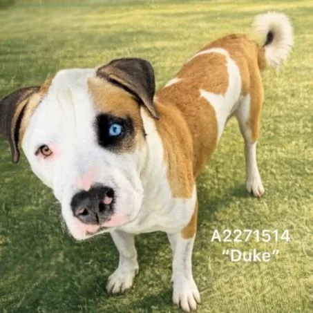 A young large-sized male Pit Bull Terrier dog named Duke for adoption in Chatsworth, CA