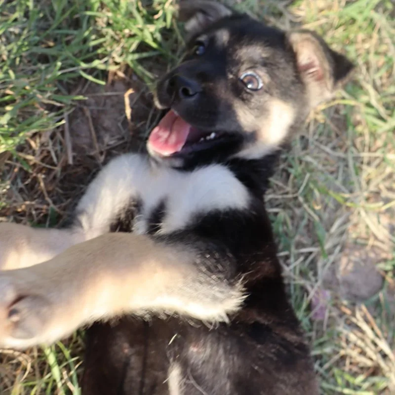 A baby medium-sized female German Shepherd Dog dog named May for adoption in San Antonio, TX