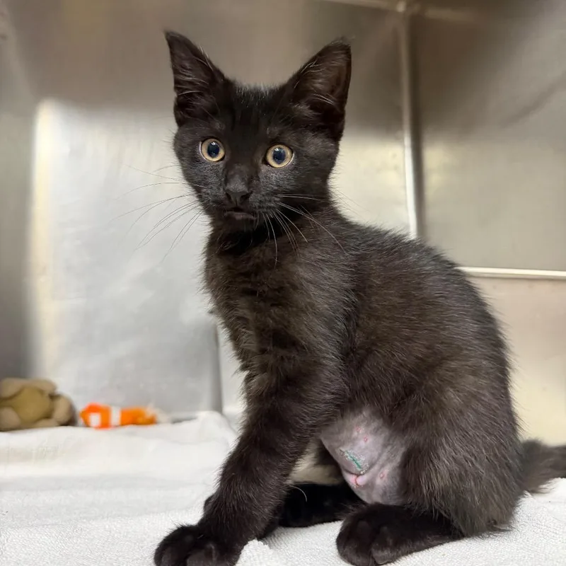 A baby small-sized female Black Domestic Short Hair cat named Belly for adoption in West Olive, MI