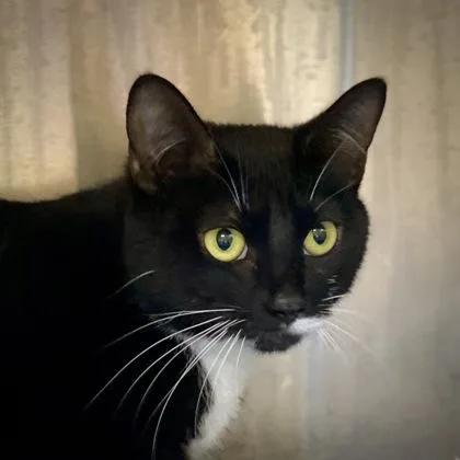 An adult small-sized female Domestic Short Hair cat named Mama Meadow for adoption in Burlington, WA
