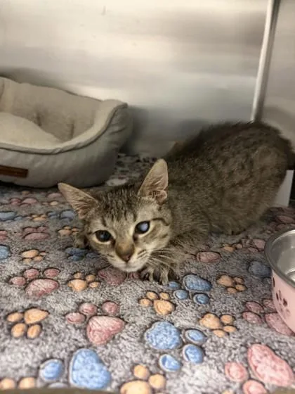 Freshetta thumbnail 2