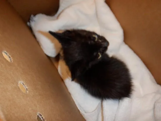 A baby small-sized female Domestic Short Hair cat named Jack for adoption in San Jose, CA