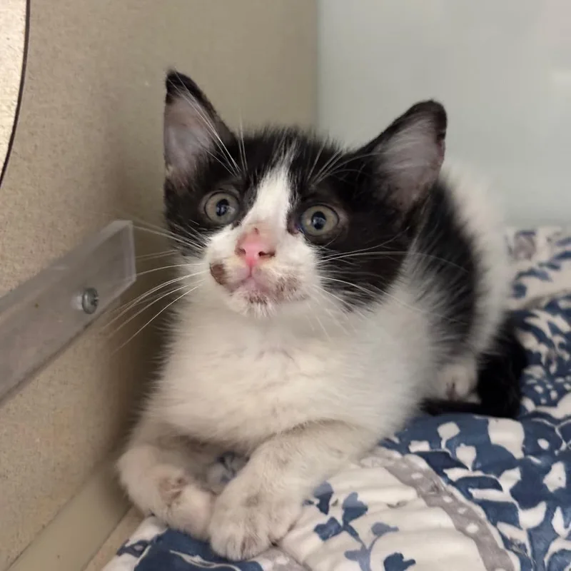 A baby small-sized female White Domestic Short Hair cat named Kirara for adoption in League City, TX