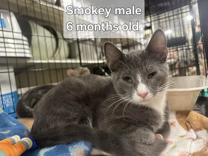 A baby small-sized male Gray & White Domestic Short Hair cat named Smokey for adoption in Orlando, FL