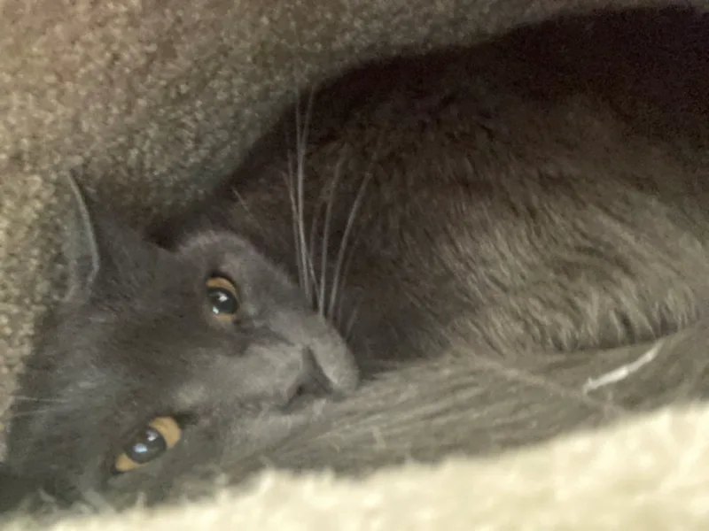 An adult medium-sized female Gray / Blue / Silver Russian Blue cat named Anastasia for adoption in Philadelphia, PA