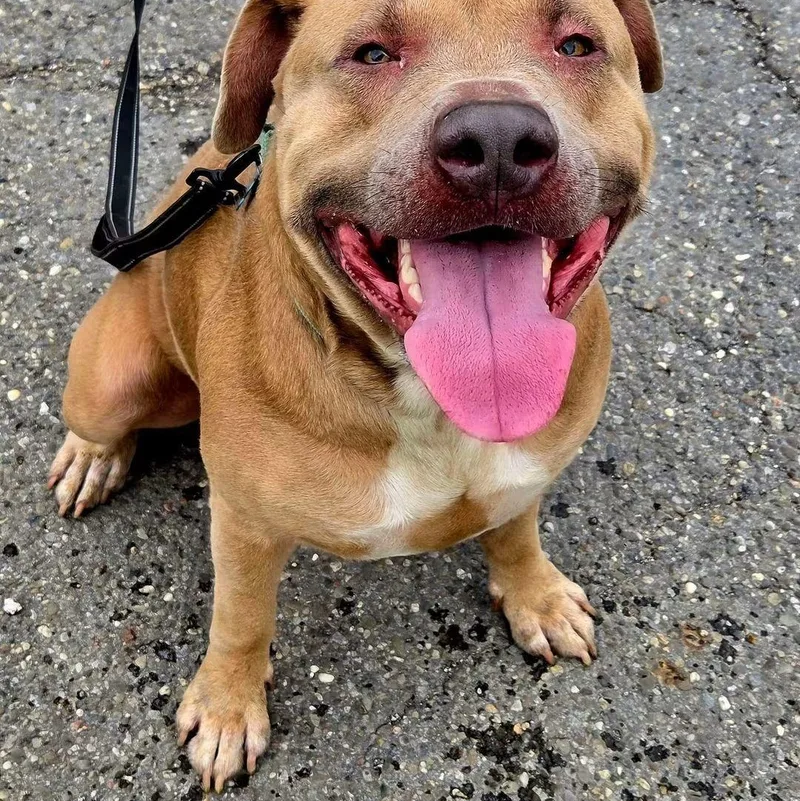 An adult large-sized male Pit Bull Terrier dog named Whopper for adoption in Warren, OH