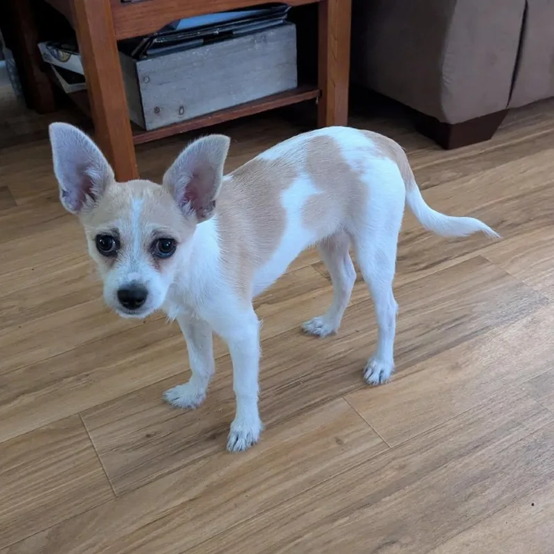 A young small-sized female White / Cream Mixed Breed dog named Skosh for adoption in Lakeland, FL