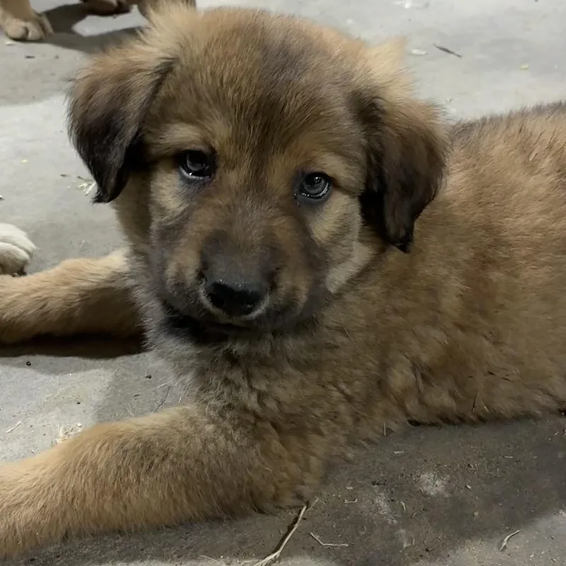 A baby large-sized male German Shepherd Dog dog named Briar for adoption in Krum, TX