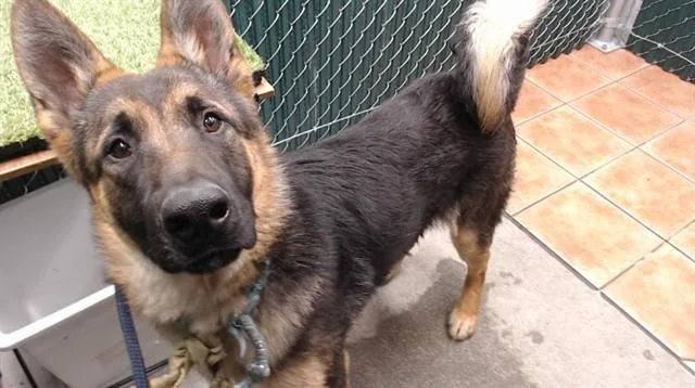 A young large-sized male German Shepherd Dog dog named Tom for adoption in Downey, CA