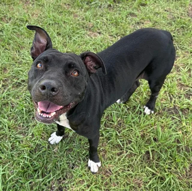 An adult medium-sized female Mixed Breed dog named Eleanor for adoption in Palmetto, FL