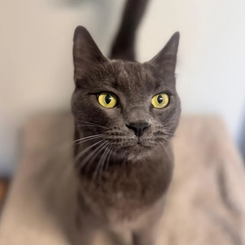 An adult small-sized male Gray / Blue / Silver Chartreux cat named Charlie for adoption in Brownsboro, AL