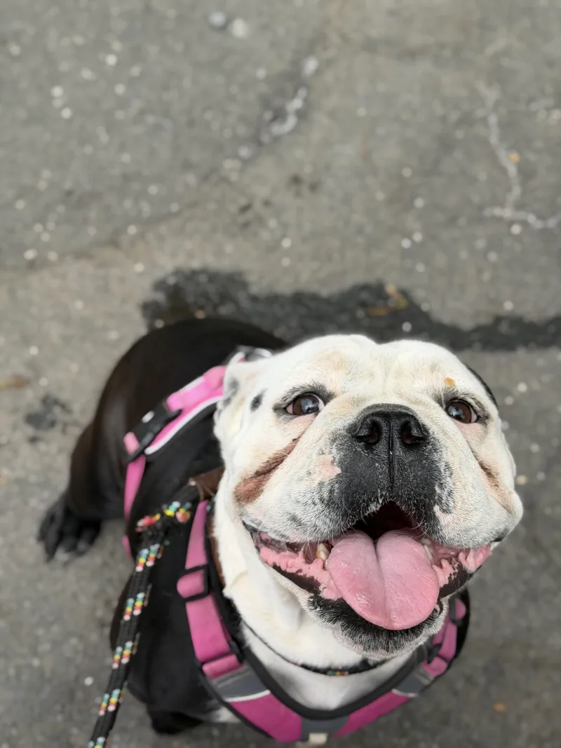 An adult medium-sized female English Bulldog dog named Lizzie for adoption in Mahwah, NJ