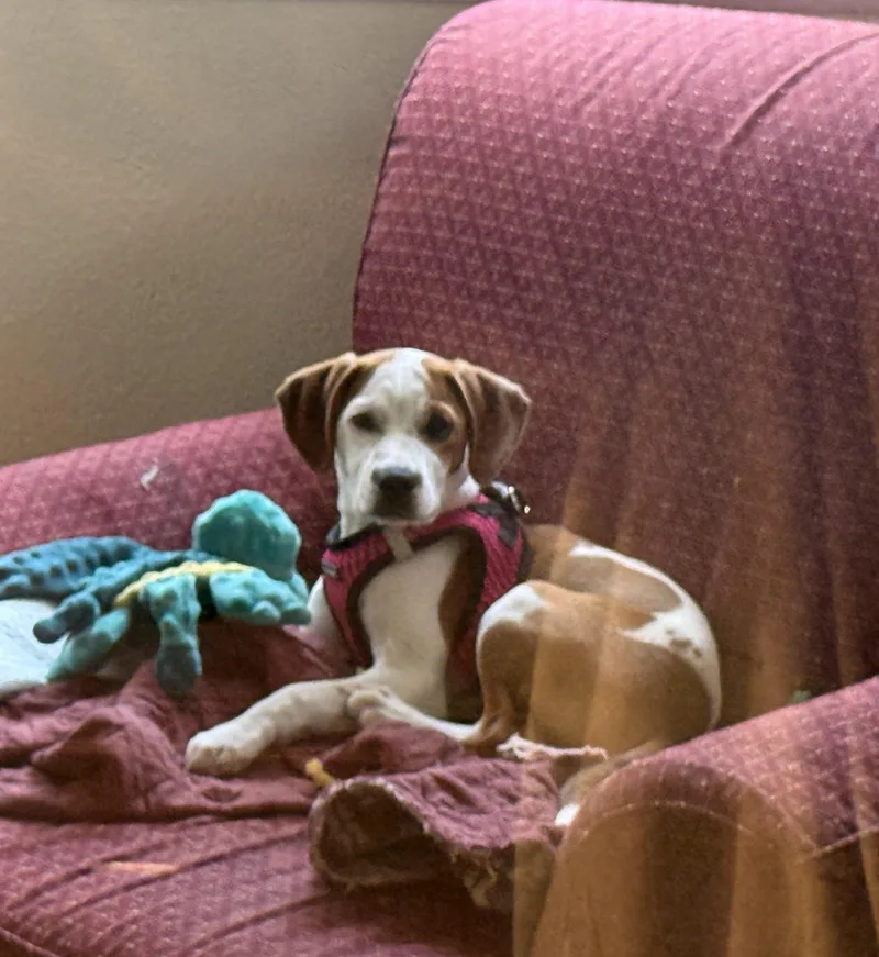 A baby small-sized female Jack Russell Terrier dog named Lilly for adoption in Falls Church, VA