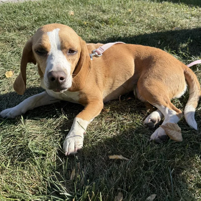 An adult small-sized female Brown / Chocolate Beagle dog named Lola for adoption in Idaho Falls, ID