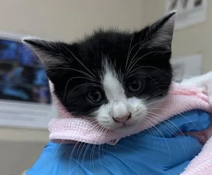 A baby small-sized male Domestic Short Hair cat named Harvard for adoption in Honolulu, HI