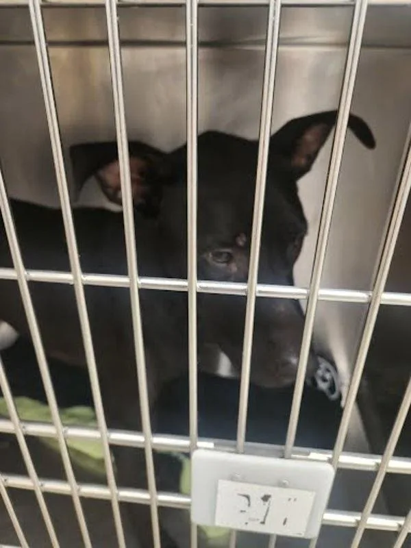 An adult large-sized male Labrador Retriever dog named Bullet for adoption in Austin, TX