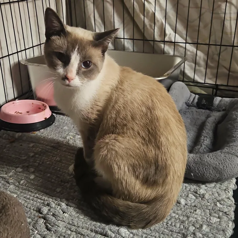 An adult medium-sized male Siamese cat named Midway for adoption in CHICAGO, IL