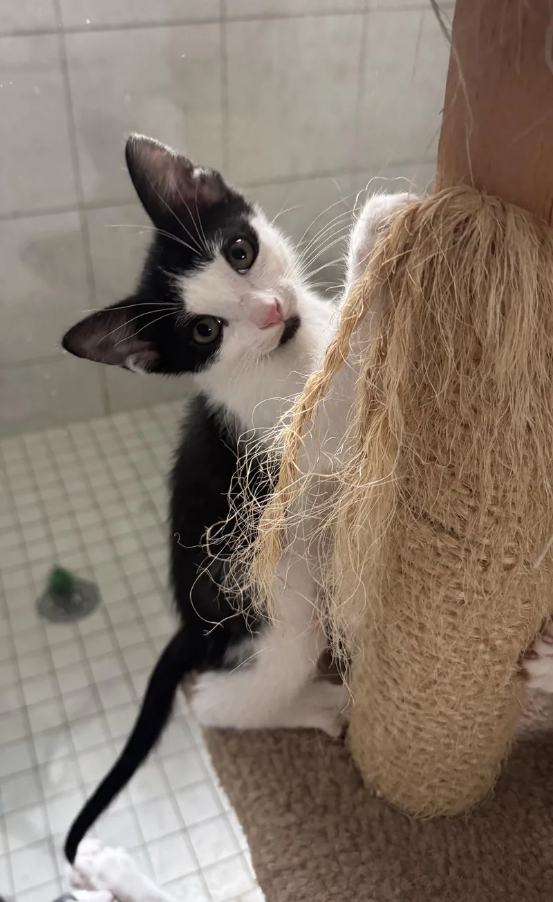A baby medium-sized female Black & White / Tuxedo Domestic Short Hair cat named Bonnie for adoption in Oviedo, FL