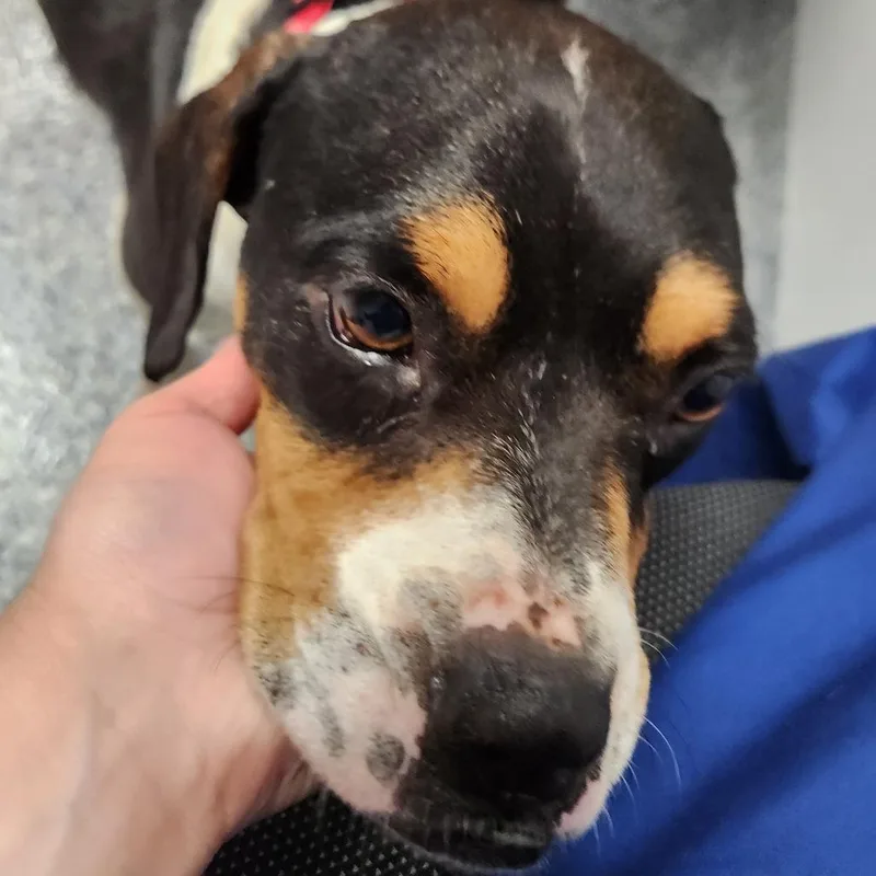 An adult medium-sized male Black Mixed Breed dog named DogHoss for adoption in Greenville, SC