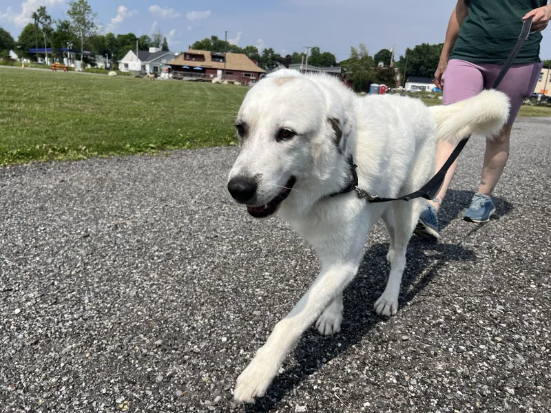 An adult large-sized male Great Pyrenees dog named Connor for adoption in Bowdoin, ME