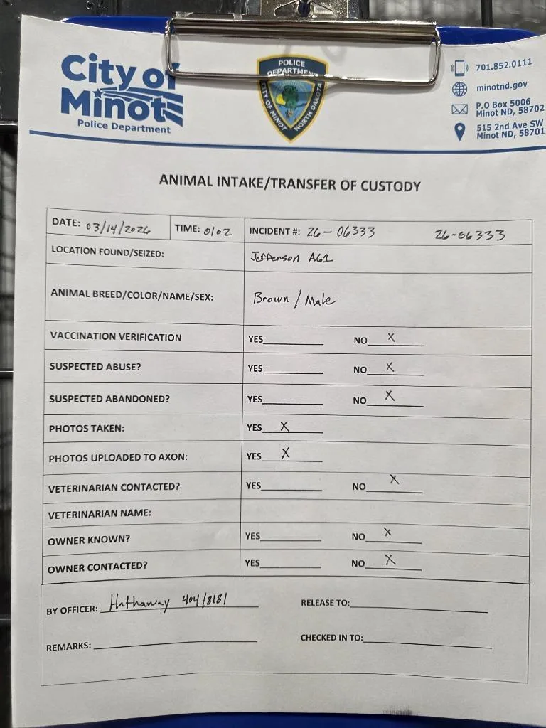 A young medium-sized male Boxer dog named Kishka for adoption in Minot, ND