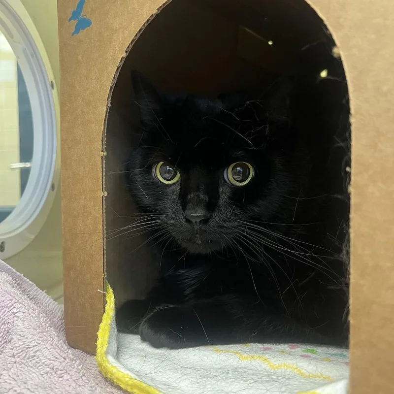 Jessy Jane thumbnail 2