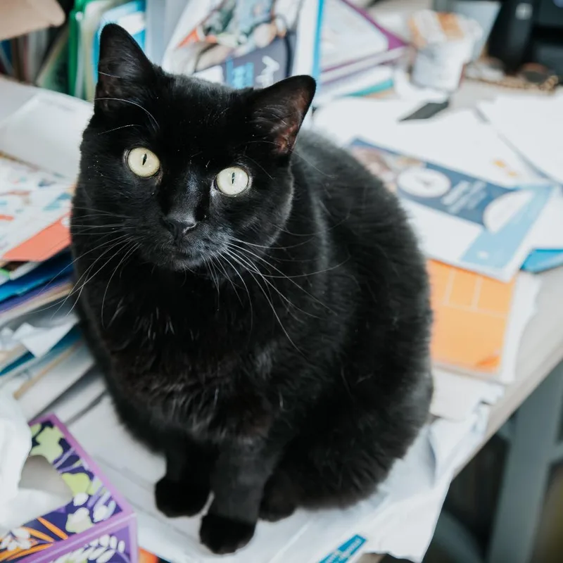 Jessy Jane thumbnail 4