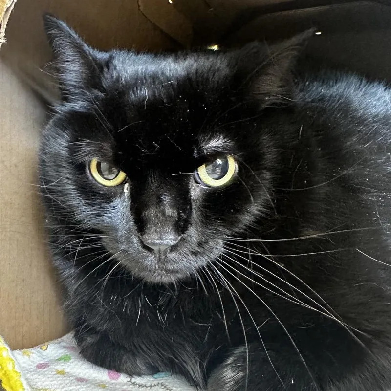 Jessy Jane thumbnail 5