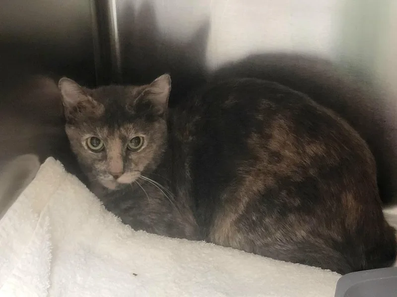 A young medium-sized female Domestic Short Hair cat named Sarah for adoption in Wintersville, OH