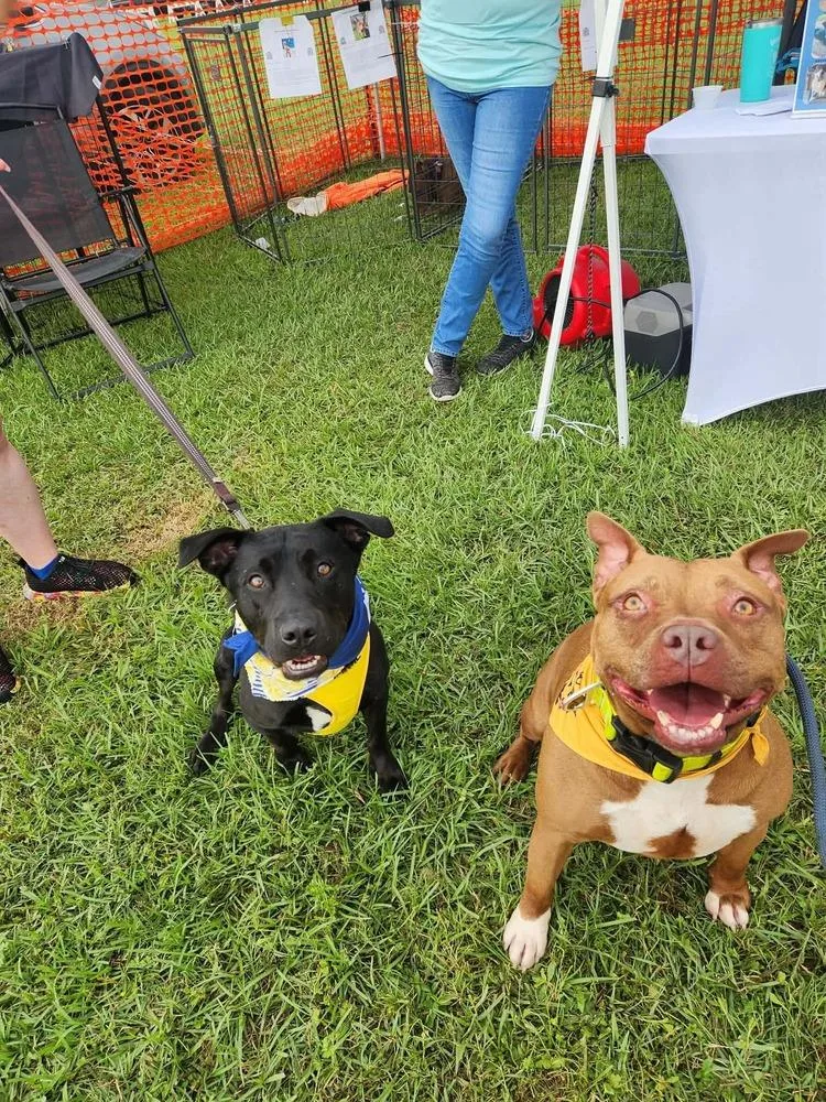 A young medium-sized male Tricolor (Brown, Black, & White) Labrador Retriever dog named Batman 💜 Baca for adoption in Silsbee, TX