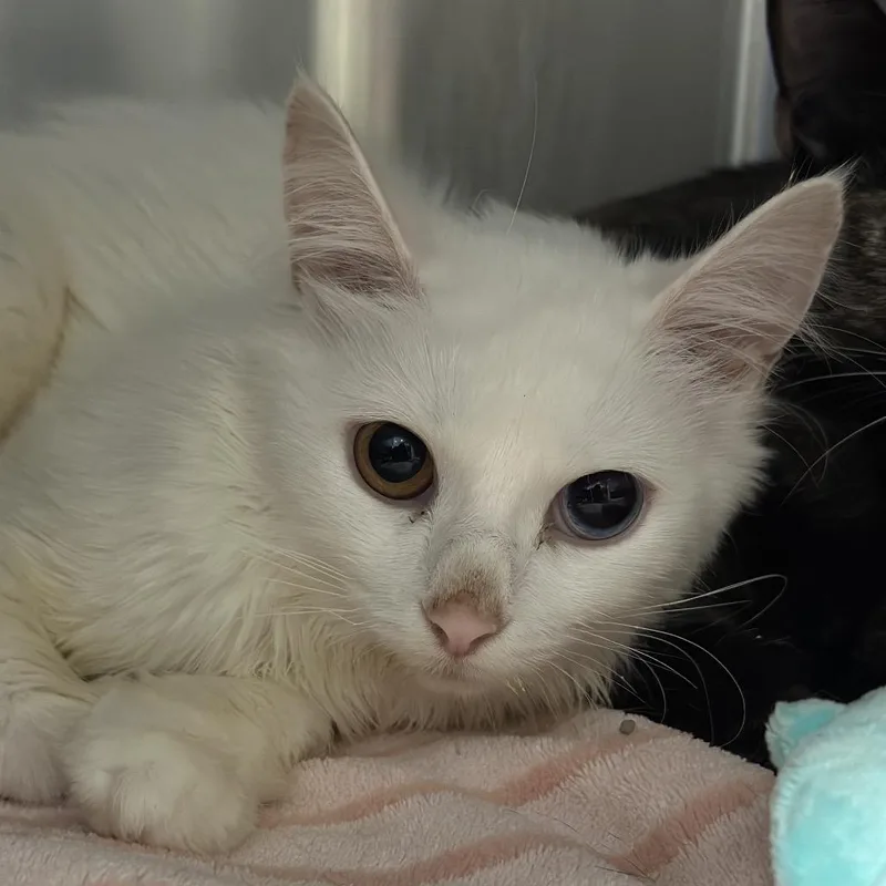 A young small-sized female White Domestic Long Hair cat named Candy Corn for adoption in Matteson, IL