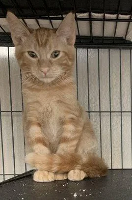A baby medium-sized male Orange / Red Domestic Short Hair cat named Han for adoption in Sanford, FL