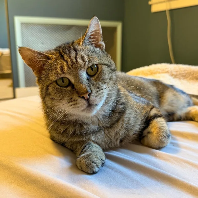 An adult medium-sized male Brown / Chocolate Domestic Short Hair cat named Swiper for adoption in Gibsonia, PA