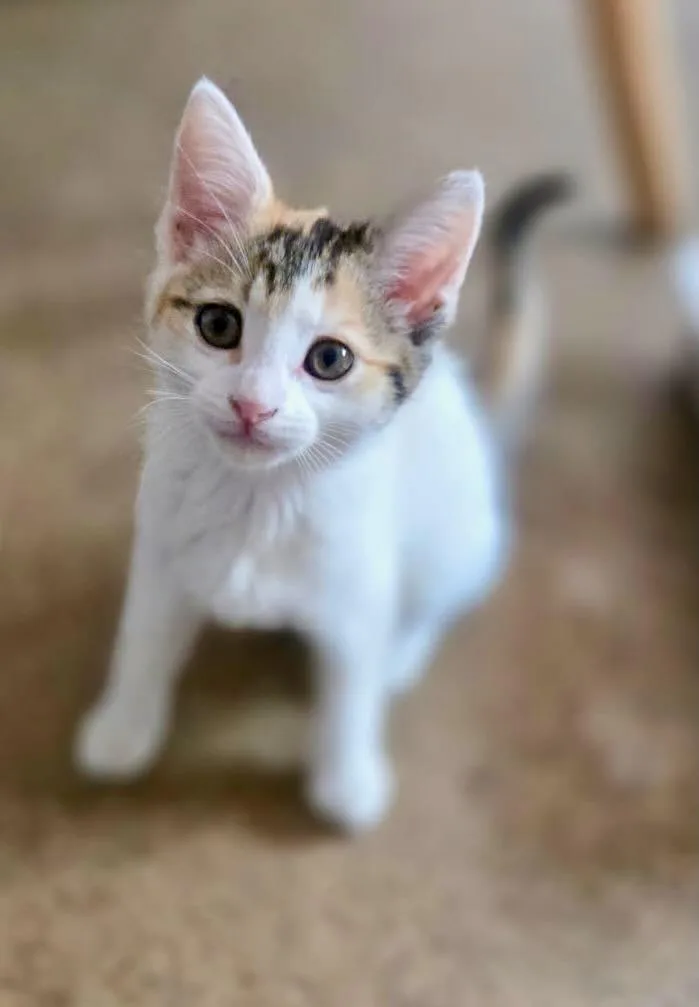 A baby medium-sized female Calico cat named Ginger & Maryann for adoption in The Dalles, OR