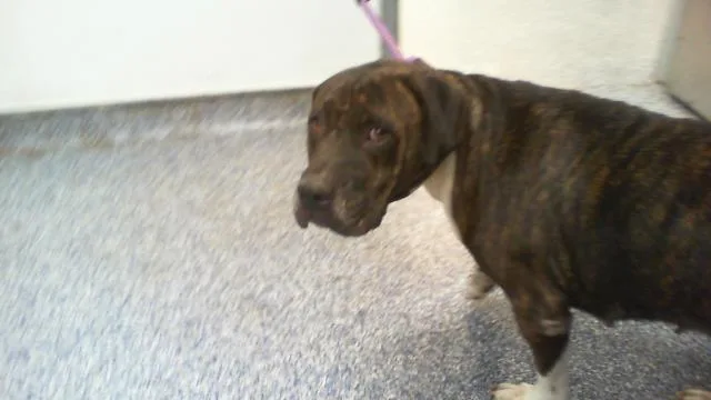 An adult medium-sized female Mixed Breed dog named Zuri for adoption in Charlotte, NC