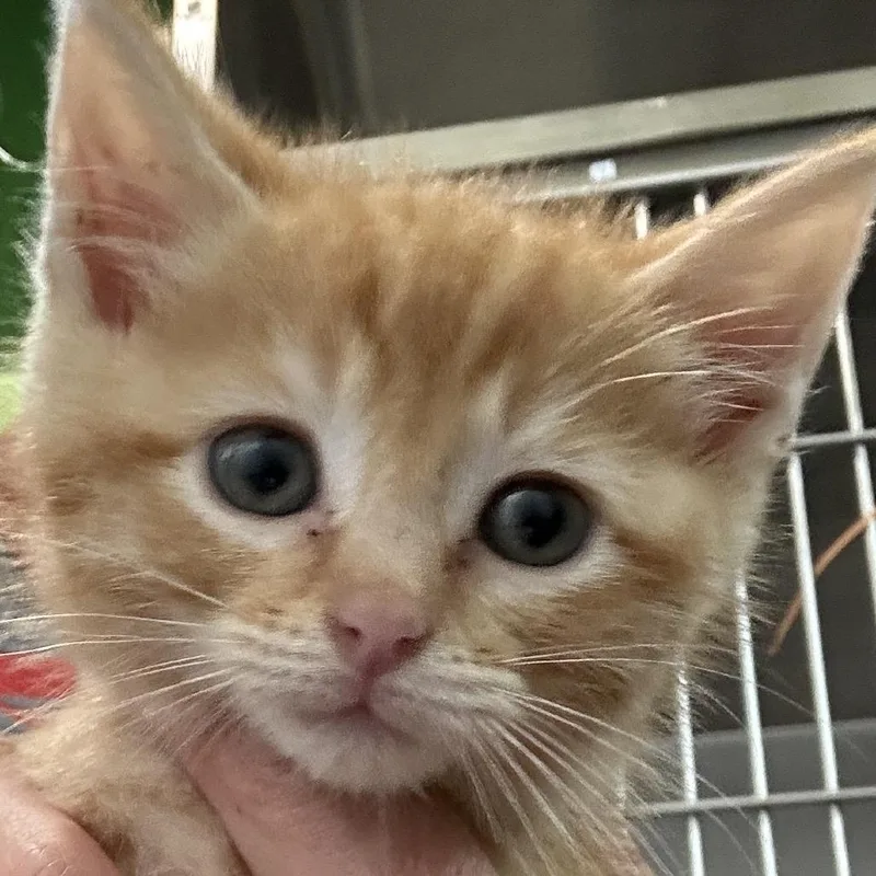 A baby small-sized female Orange / Red Domestic Medium Hair cat named Catnip! At The Disco for adoption in Kyle, TX