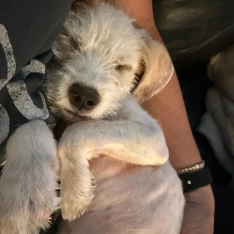 A baby small-sized male Terrier dog named Purple for adoption in Parker, CO
