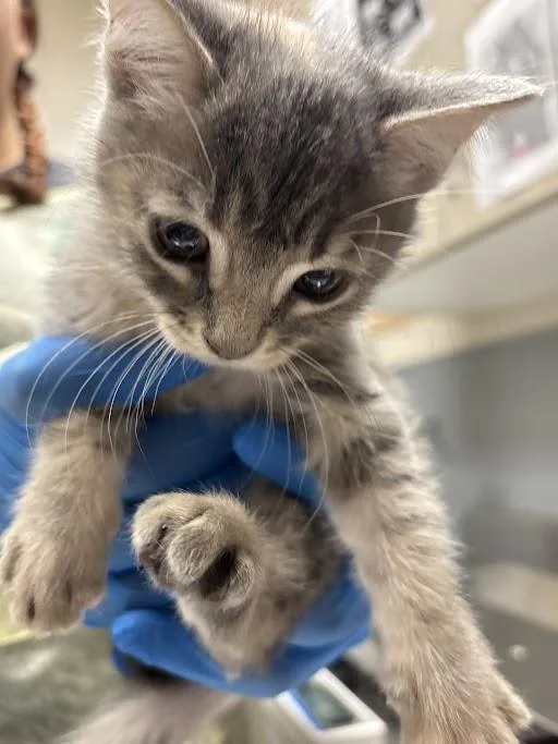 A baby small-sized female Domestic Short Hair cat named Nicole for adoption in Las Vegas, NV
