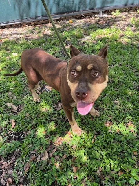 A young large-sized female Pit Bull Terrier dog named Scarlet for adoption in Miami, FL